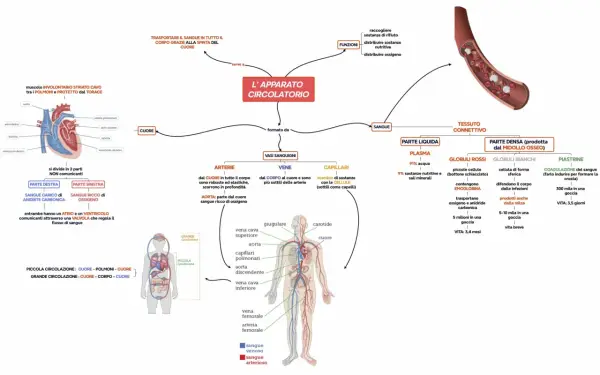 Mappa concettuale sull'apparato circolatorio: cuore, vasi sanguigni (arterie, vene, capillari), sangue (plasma, globuli rossi, bianchi, piastrine) e funzioni.